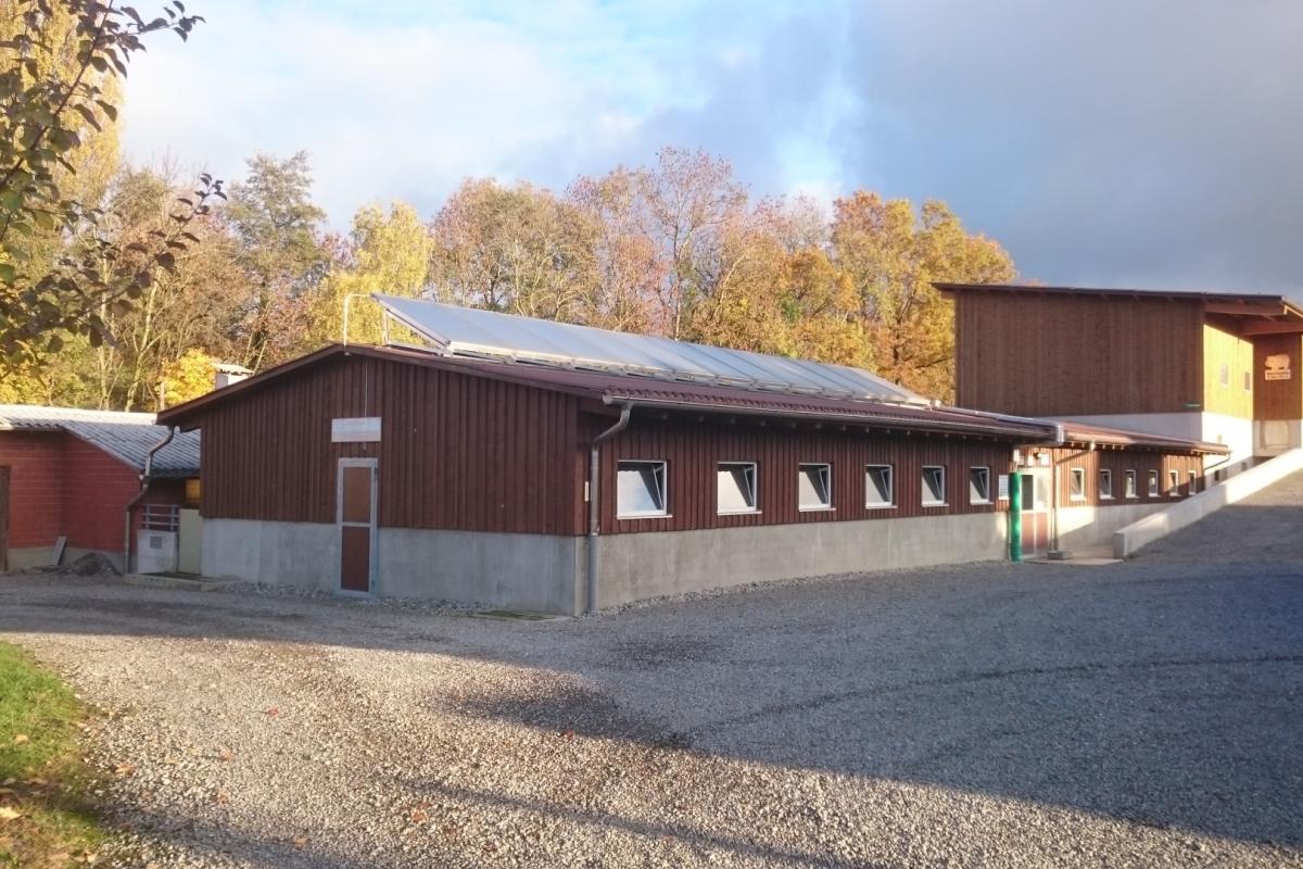 Kernzucht Edelschweine Betrieb Muff Christian
